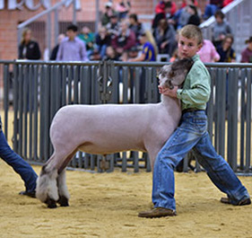 Johnson Club Lambs Winners